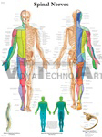 Spinal Nerves - Anatomical Chart